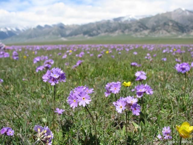 紫冥|野花诗词26首:遗落阶缝本不该,历经风雨待春来