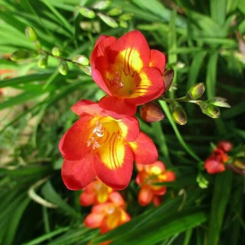 1种高级“香水花”，花繁色艳，花开2-5月，家里养一盆，满屋香