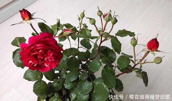 医生|月季马萨德医生，颜色鲜艳，多头开花，非常优秀的月季品种