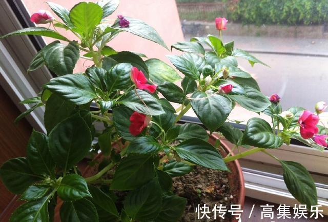 阳台上就养一棵这种“花”,插枝生根,全年都开花,一棵繁殖20棵