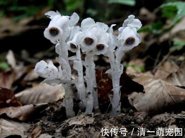 山茄子|传说起死回生的冥界之花是真的吗,冥界四种花,你见过几种?