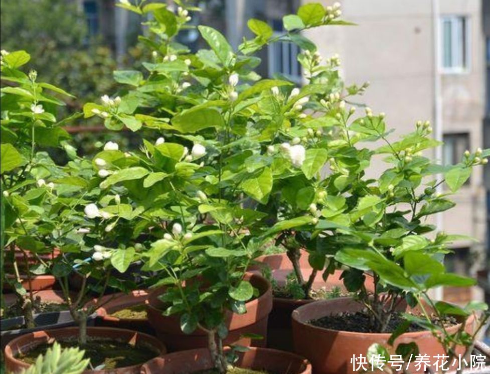 3种喜酸性的花，容易出现黄叶子，要勤浇“酸水”