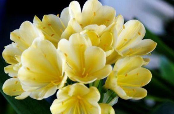花帘子|从7月8日开始,家养此款花卉,开花爆盆很漂亮,比栀子花还香