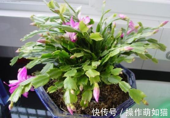 高温下想要蟹爪兰不烂根不掉叶,这么养就对啦