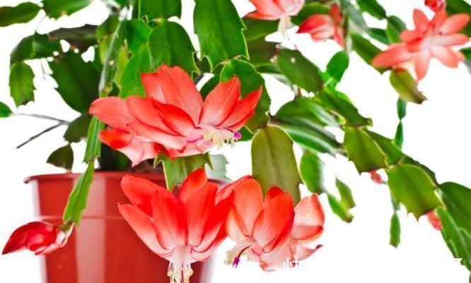 蟹爪兰开花期间，做好3个掐，开花多，复花快