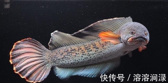 黑色的观赏鱼,和黑鱼不是一个概念,养到最高级别的雷龙鱼很昂贵