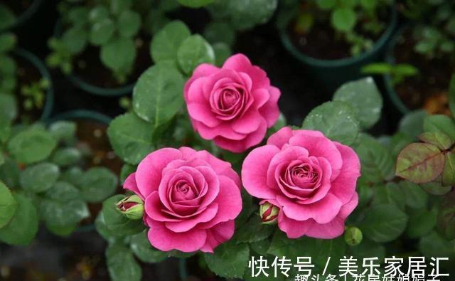 花草|6种花,早该进封闭阳台养殖“黑名单”,不要再当宝,该弃就弃了