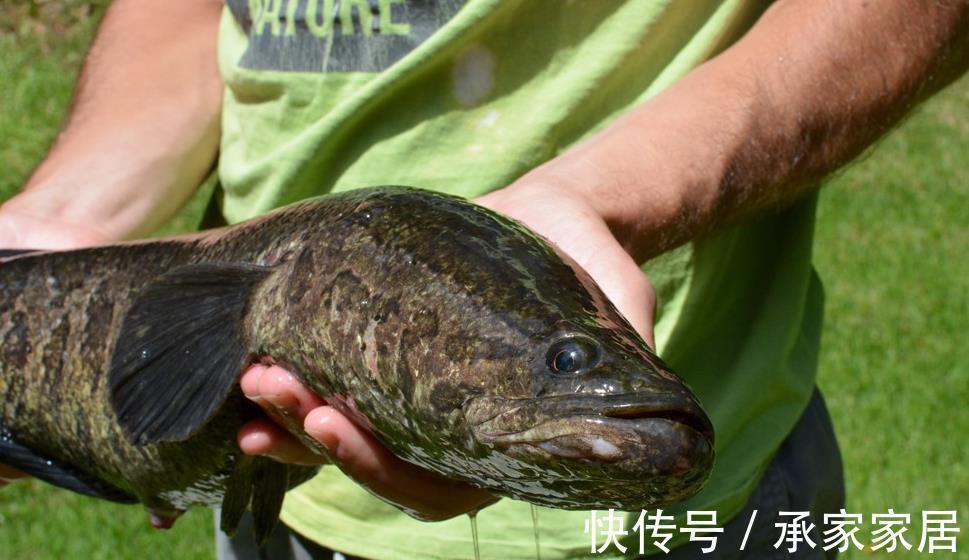 钓具|掌握黑鱼垂钓秘密,即使再凶猛的黑鱼也可以轻松钓到