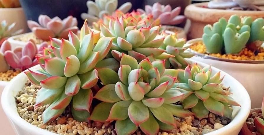 普货多肉不普通，选这3样盆栽成老桩，比贵货还受人欢迎