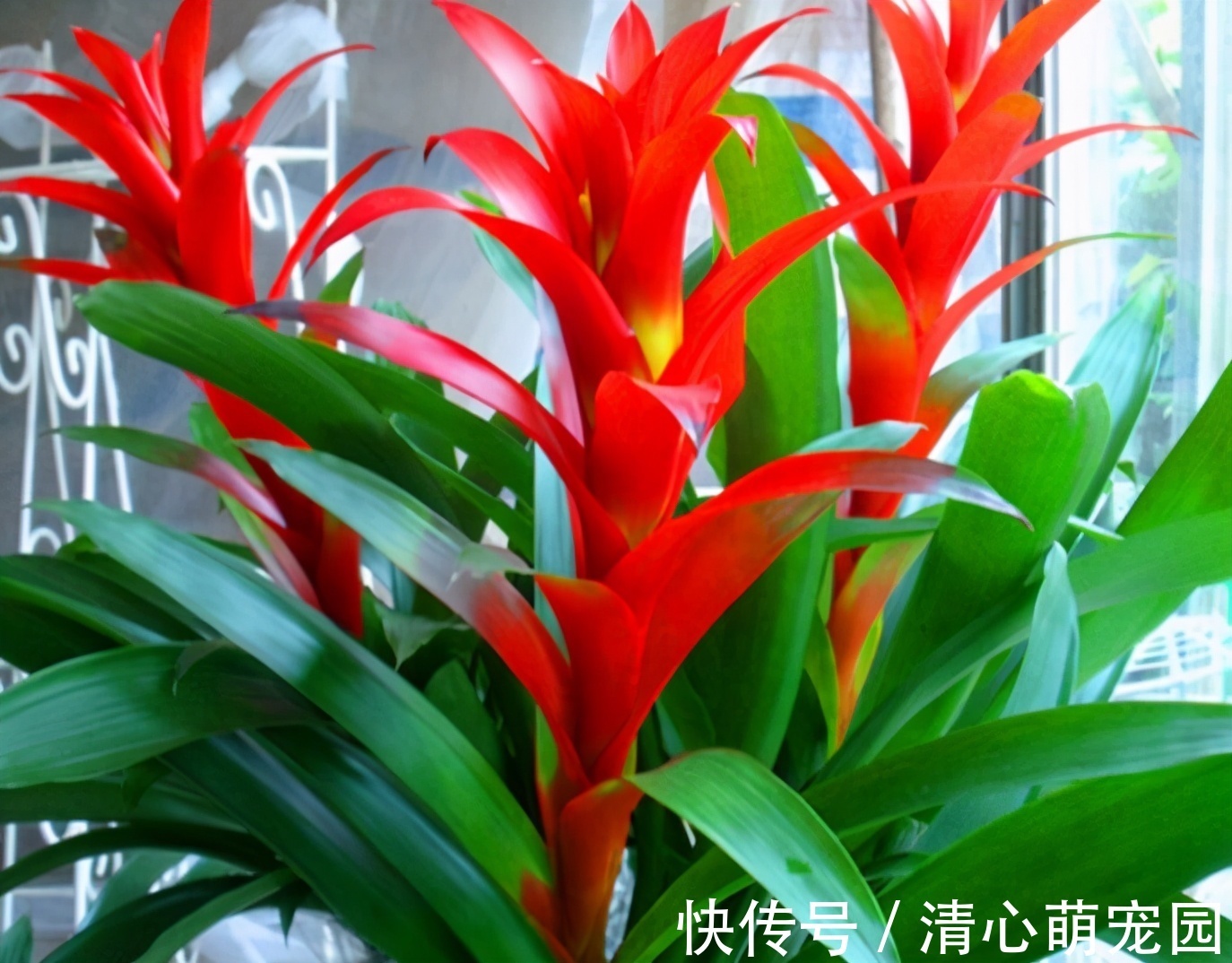 养花|建议中老年花友:养花就养4种,寓意是真的好