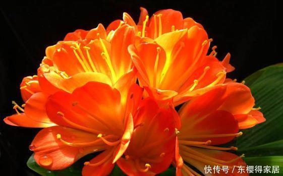 4种花,花色艳花量大,一开就美爆,对待新手很友好