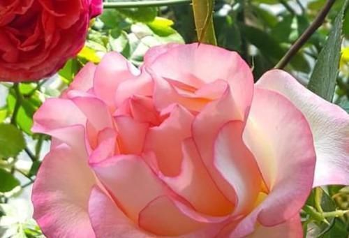 飘香藤|3种花深受花友的喜欢,沾土就能活,开花就爆盆,不易生病好养护