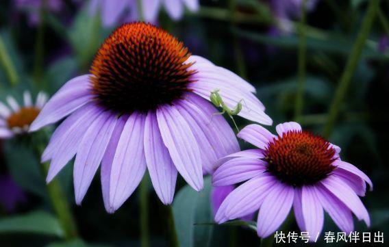 对待新手超友好的几款花卉,不用操心,媲美玫瑰,花朵姿态万千