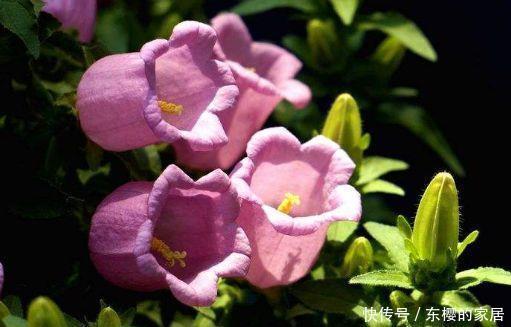 4种花太美了,花色绚丽美观,多季节开花
