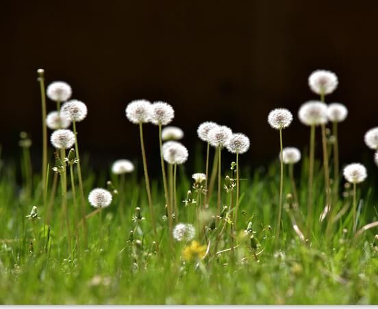 千万别再挖蒲公英了,看后震惊了,赶紧告诉家人!