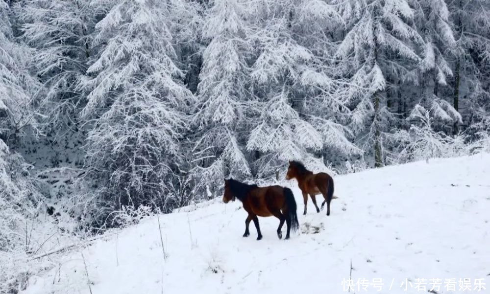 雪天|一到雪天，李家就美成了壁纸！