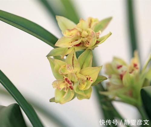 被誉为兰花“第一奇”,花型少有,花苞又大又香,这么多年0差评