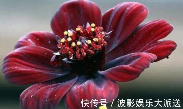 喜欢养菊，就试试“精品菊花”秋英，花开巧克力香味，华贵典雅！