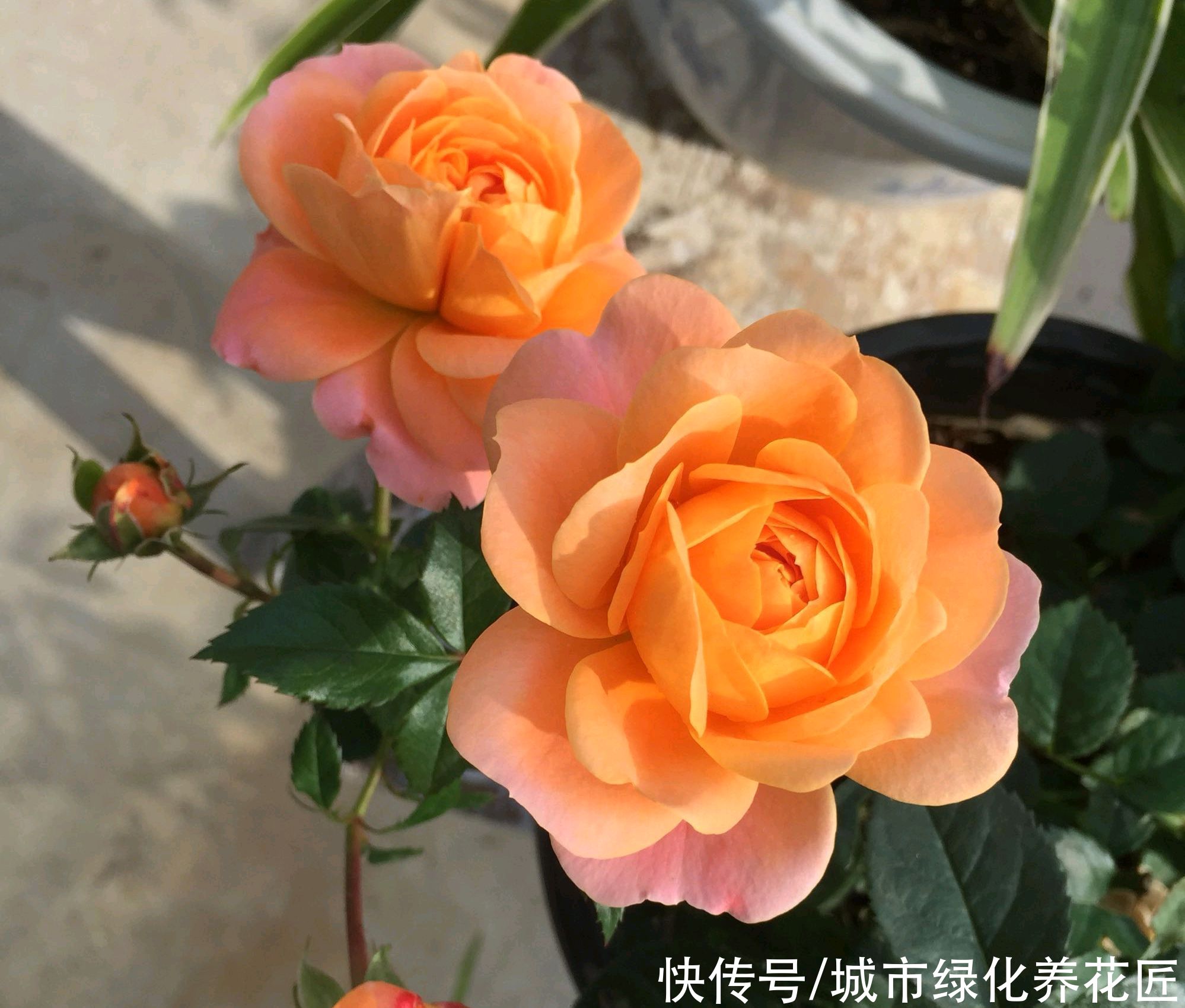 月季花|果汁月季长了3个底芽，月季的顶芽需要抹掉吗？