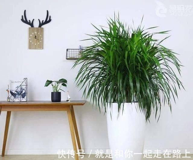 养花|客厅养花不如“种树”，种上这2种“树”，镇宅招财，越养越值钱