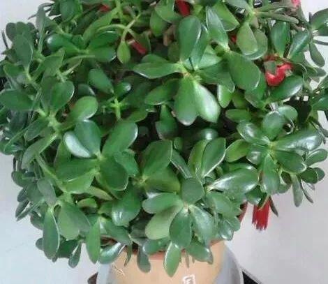 修剪|9月如何养玉树2个“技巧”，让它更加繁茂，枝干木质化，成小树