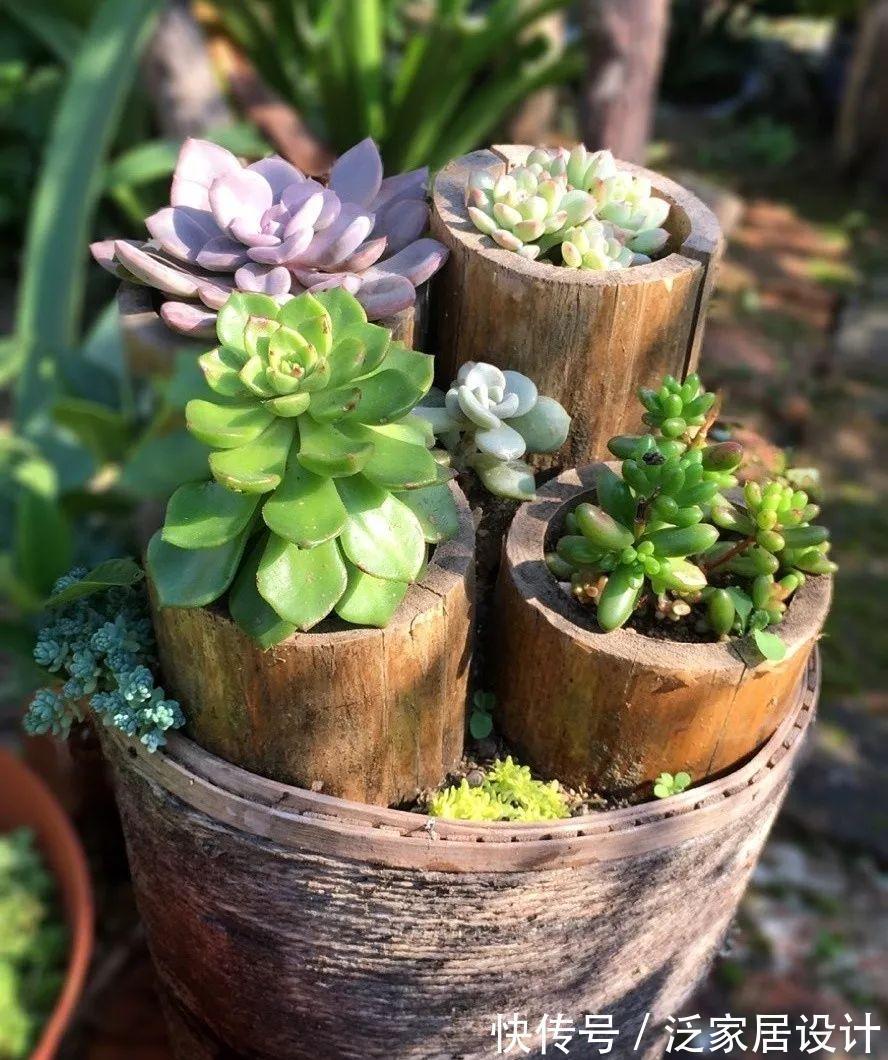 叶插|用葫芦种多肉，一养就是三年，邻居给钱都不卖