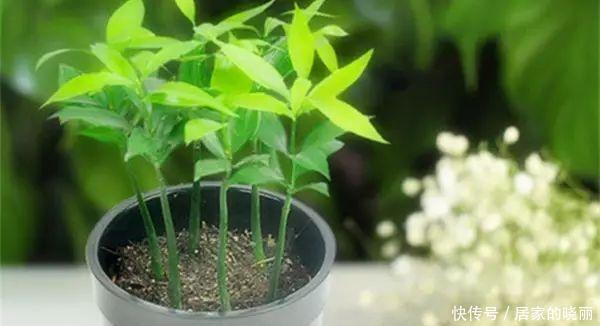 解决|土壤板结不必再换土了,简单一招教你完美解决