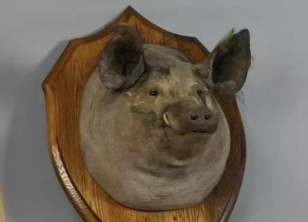  巡洋舰|英国帝国战争博物馆里为何珍藏着一个大猪头?