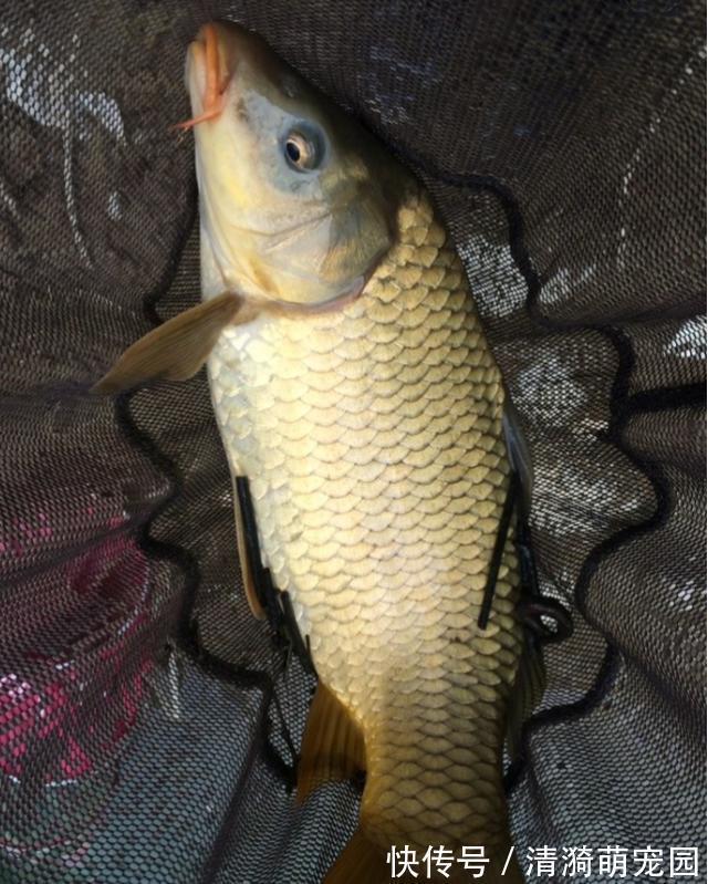 野生鲤鱼不好钓?钓的时候多一个步骤,再狡猾的鲤鱼也忍不住咬钩