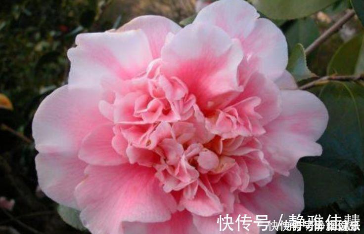 春花|几种花卉耐阴耐寒，养在家里一整年都有好运气，日子红火财运滚滚