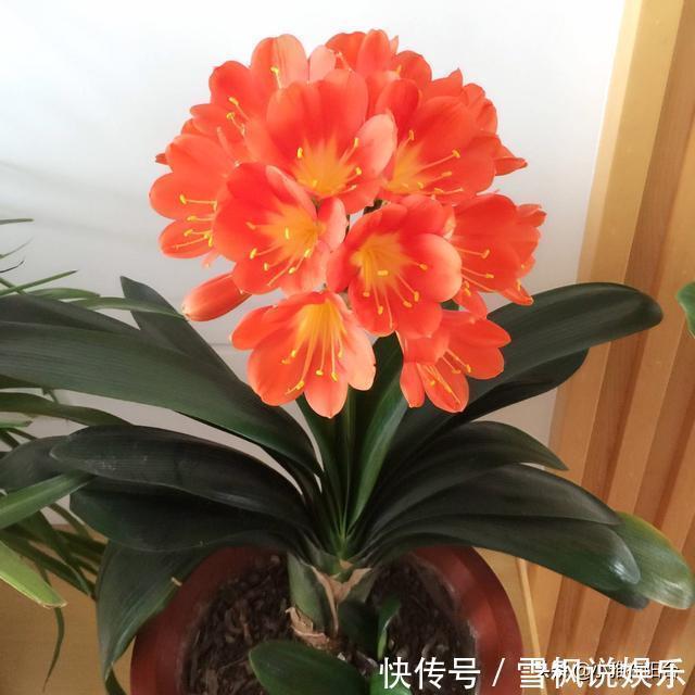 肥料|家中常见一种料,花盆里放一勺,就是万能肥,养花非常赞,呼呼长