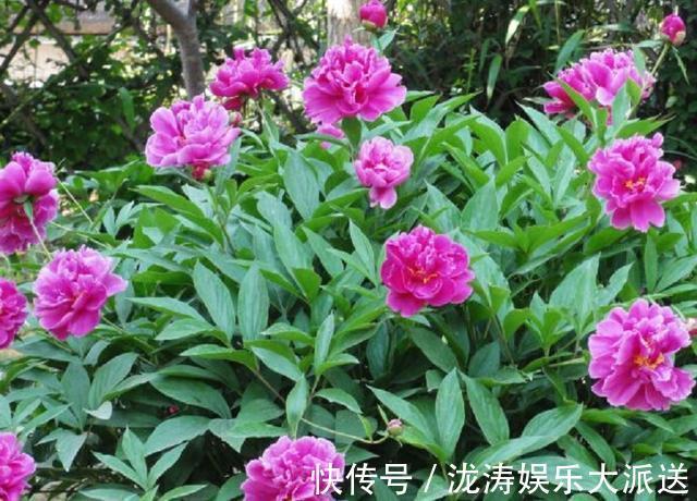 芍药花|芍药花,花大色艳、雍容华贵!掌握催花技巧,花开一整年