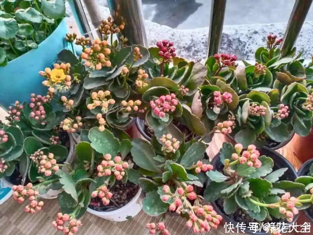 天竺葵|7种花养老桩不好，多扦插、养嫩苗，才能年年开花