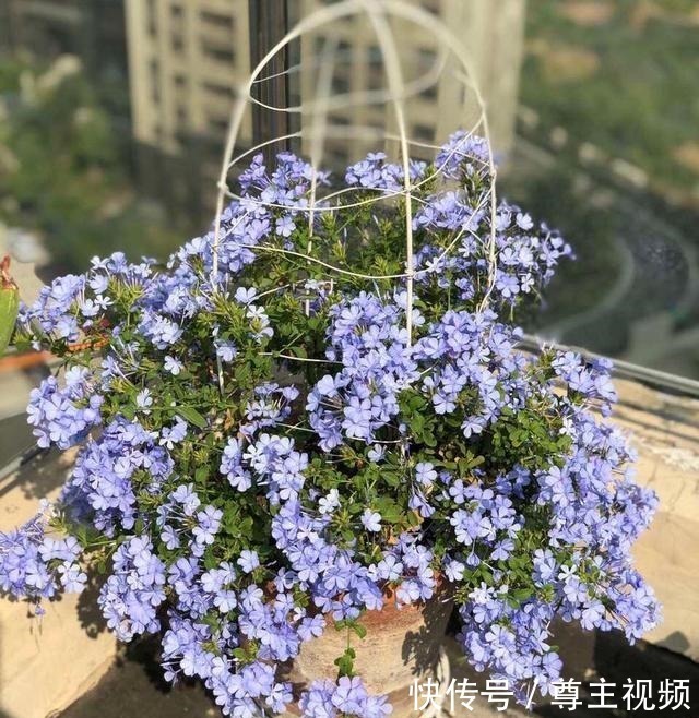 花园|自己造花园，4种花卉不能少，2个月就能开爆盆，关键皮实好养！