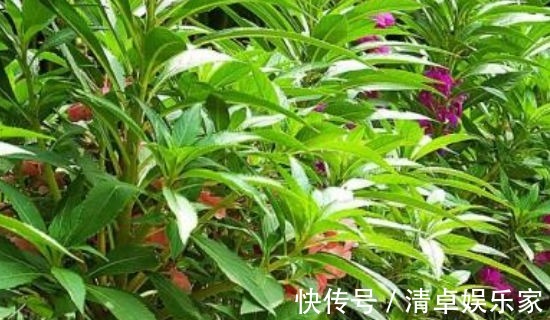 止痛|专家路边的野花,能祛风湿,解毒,活血止痛,远离妇科疾病