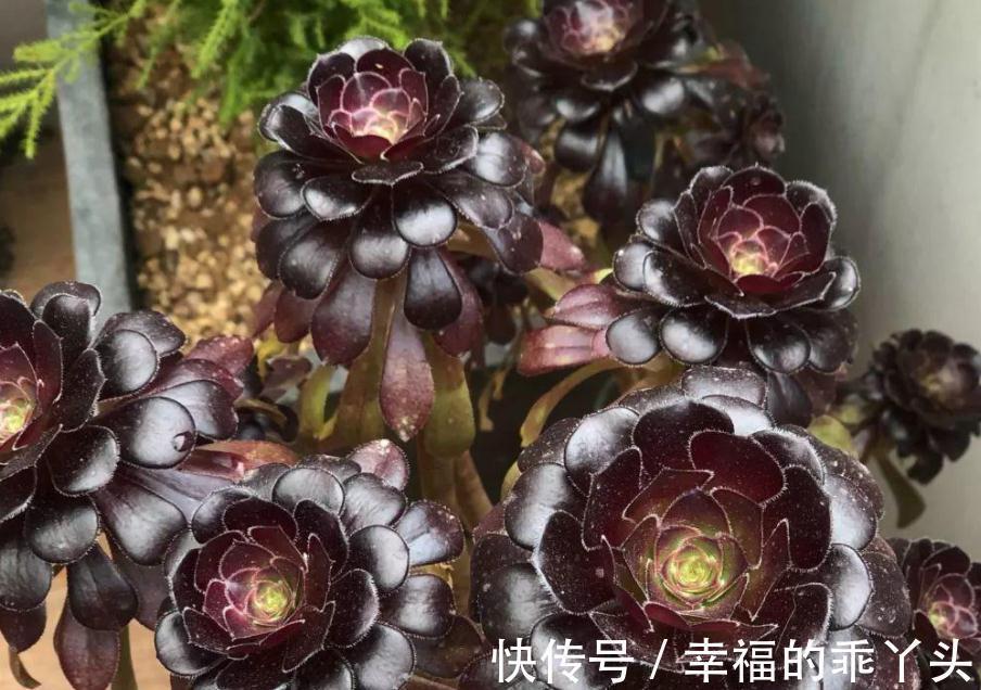 养殖老桩多肉法师,天冷小心这4点,新芽蹭蹭窜