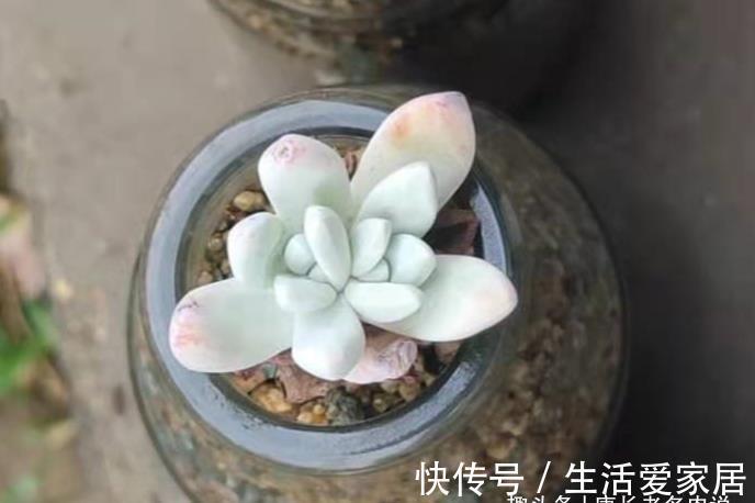 事儿|用超级拇指盆来养多肉?完全可以,只要你愿意,这都不是事儿