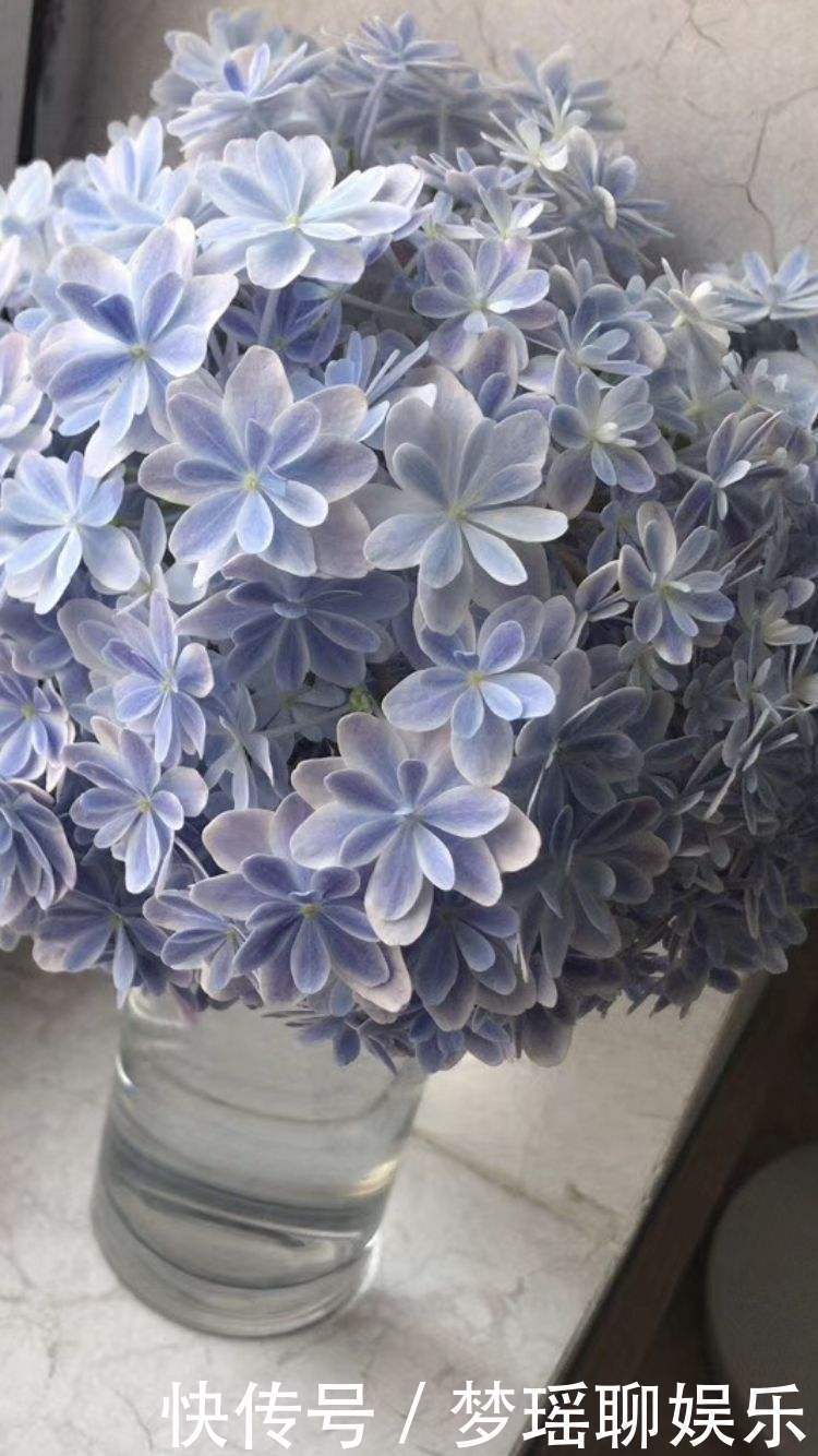 养绣球花不难,掌握6个要点,花球又大又鲜艳!