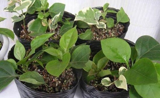 花友们这10种漂亮的花，很快就发芽长根、爆盆开花又招财气！