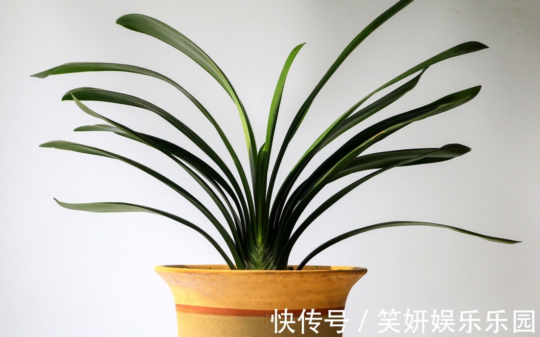 “春不出，夏不晒，秋不干，冬不湿”，君子兰的四季莳养