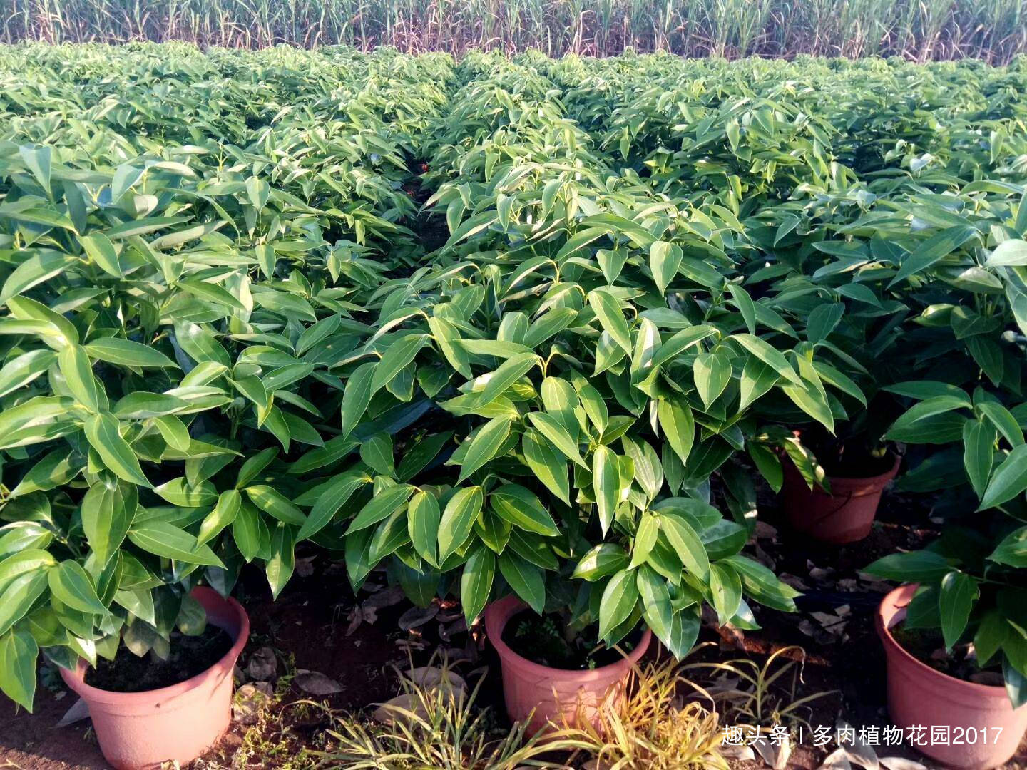 平安树这样养，叶绿枝壮，从此不再黄叶落叶