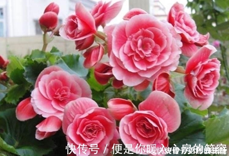 4种花一开就是大半年，沾土就活，懒人新手都能养好，美成花海！