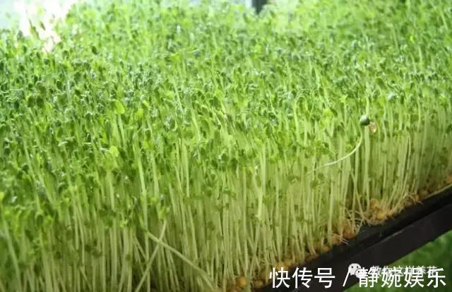 麻豌豆|学会纸上种菜，在家就能做菜农，青菜不用买！