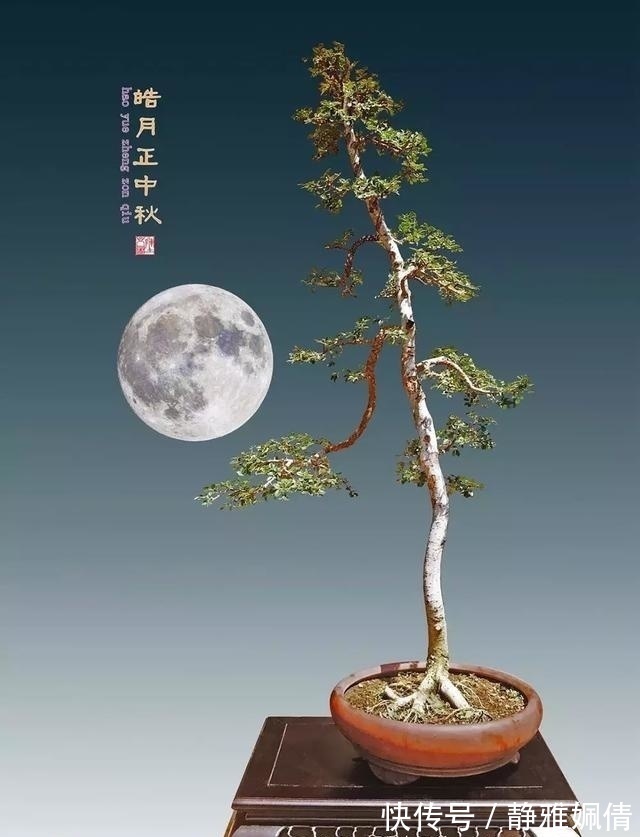 新貌|一组盆景作品欣赏，能达到法严、形美、意放、韵胜才是佳作