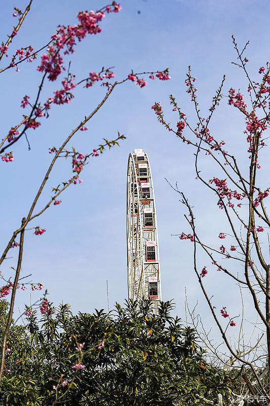 樱满枝头花争艳，顾村公园踏青赏花