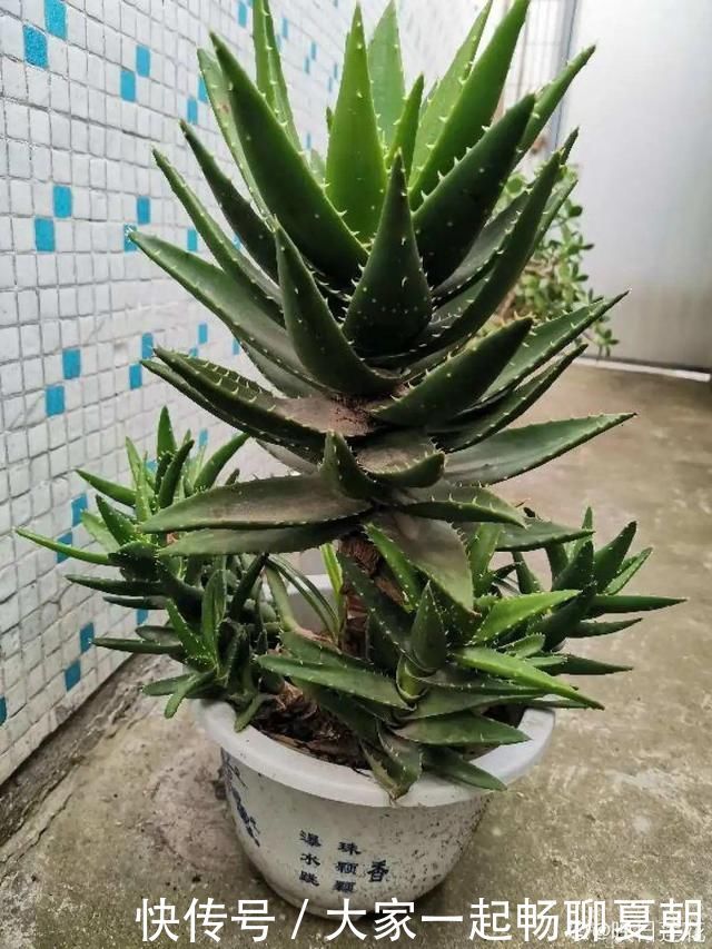 3种花不用扦插,掰下来就能活,1盆变10盆,懒人也能养