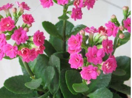 长寿花光长叶子|长寿花光长叶子不开花,只需喷点以下的它,叶片油绿,花苞猛爆盆