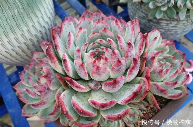 多肉“僵苗”是大事,搞不好就会“死翘翘”,学会3个方法解决!