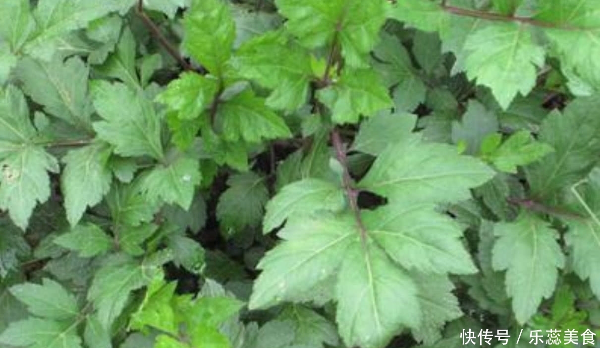 益母草|南方地区特有的一种野菜,效用居然比益母草高,潮汕人用它煮汤喝