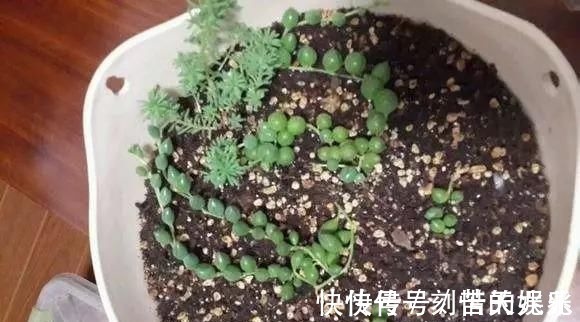 蟹爪兰|养花爱好者看过来这15种花现在“扦插”，生根快，一个周就长芽